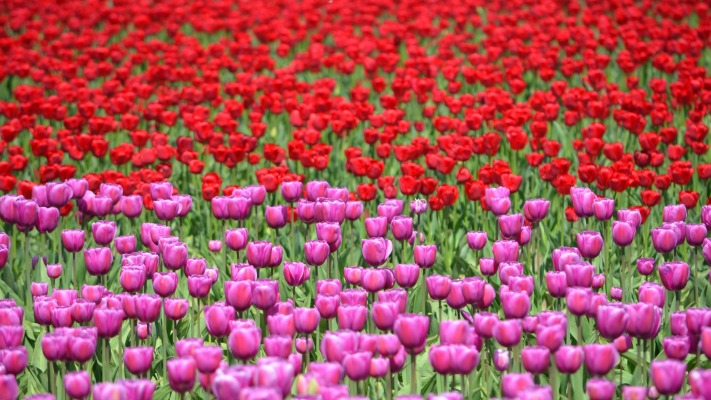 Flowers. Desktop wallpaper