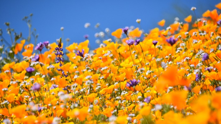 Flowers. Desktop wallpaper