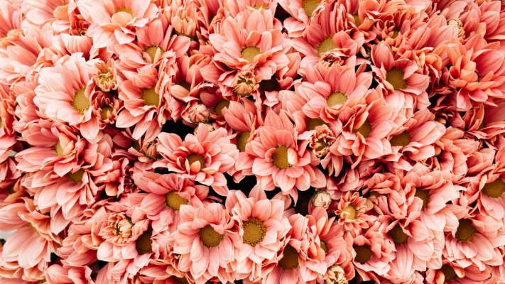 Flowers. Desktop wallpaper