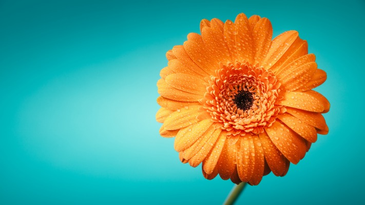 Flowers. Desktop wallpaper