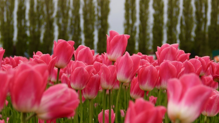 Flowers. Desktop wallpaper