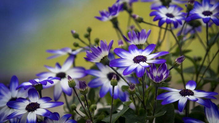 Flowers. Desktop wallpaper