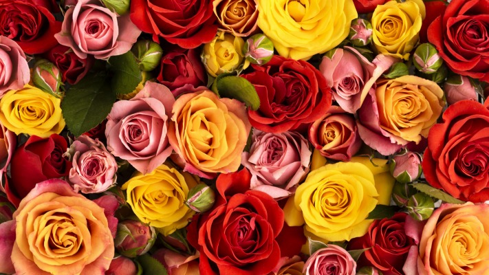 Flowers. Desktop wallpaper