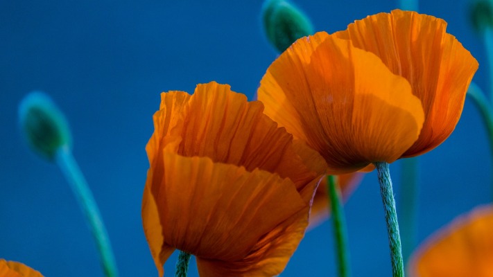 Flowers. Desktop wallpaper