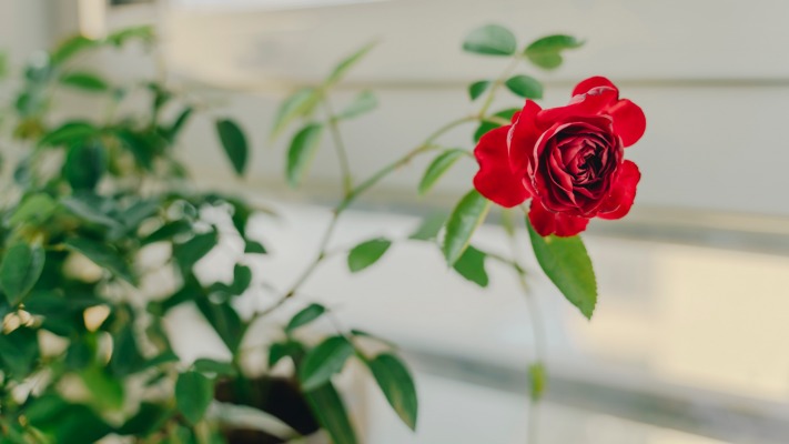 Flowers. Desktop wallpaper