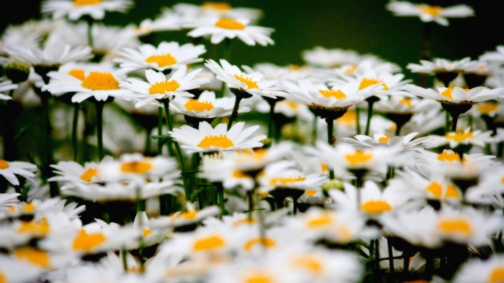 Flowers. Desktop wallpaper