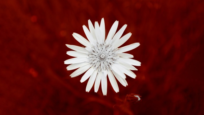 Flowers. Desktop wallpaper