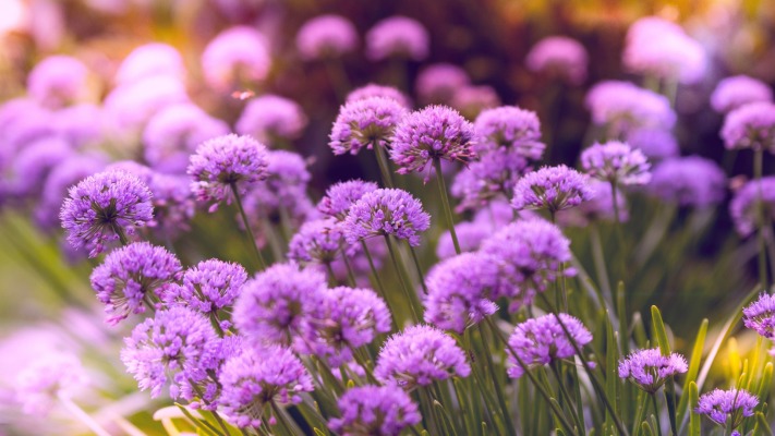 Flowers. Desktop wallpaper