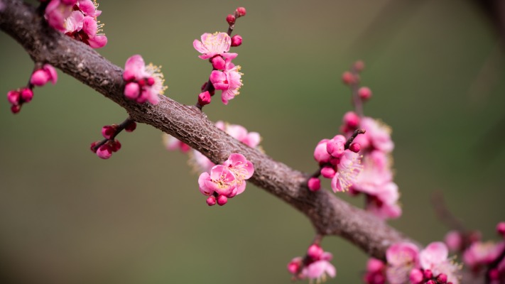 Flowers. Desktop wallpaper