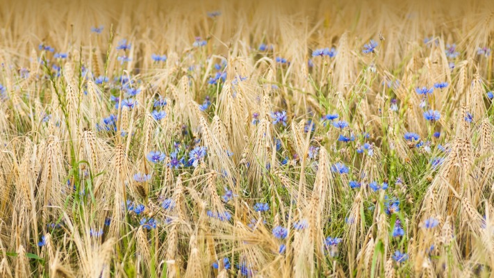 Flowers. Desktop wallpaper