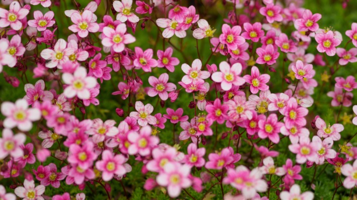 Flowers. Desktop wallpaper
