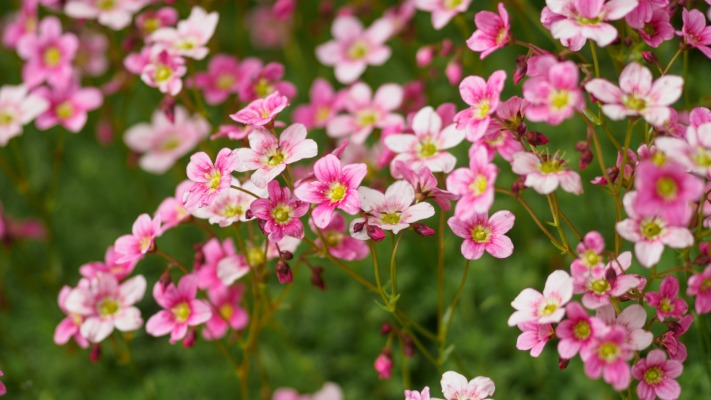 Flowers. Desktop wallpaper