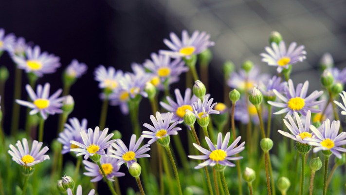 Flowers. Desktop wallpaper