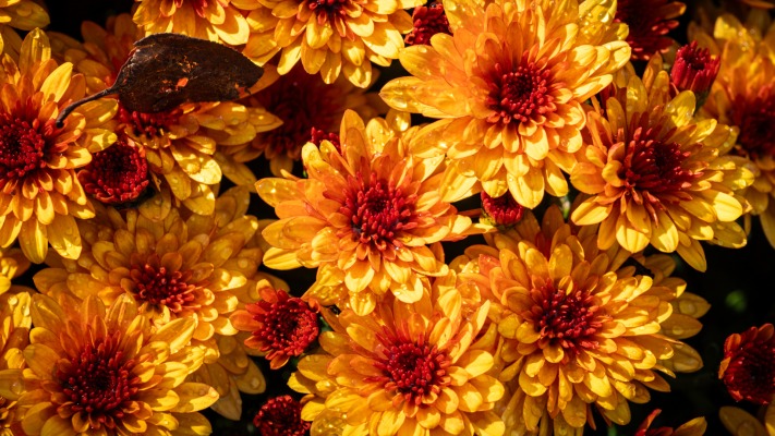 Flowers. Desktop wallpaper