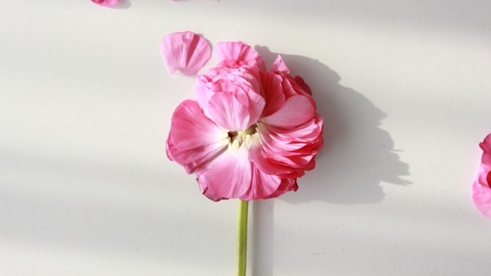 Flowers. Desktop wallpaper