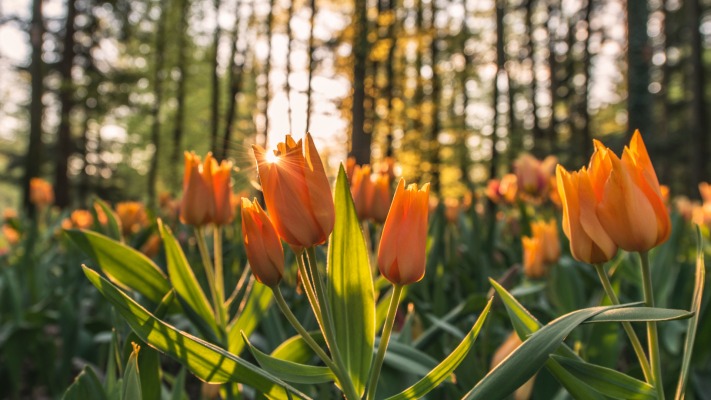 Flowers. Desktop wallpaper