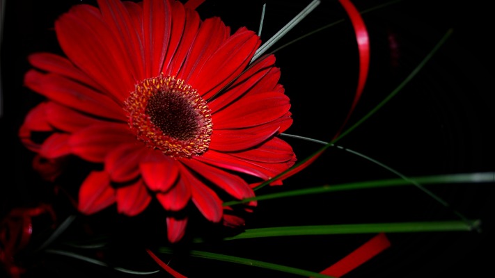 Flowers. Desktop wallpaper
