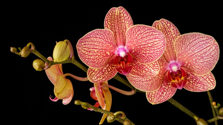 Flowers. Desktop wallpaper
