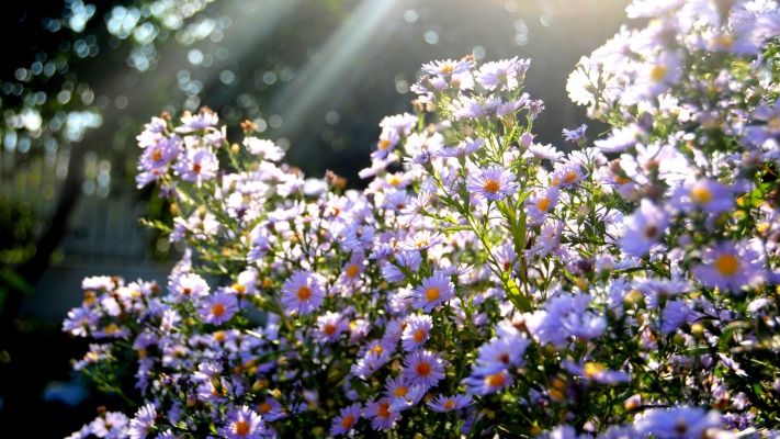 Flowers. Desktop wallpaper