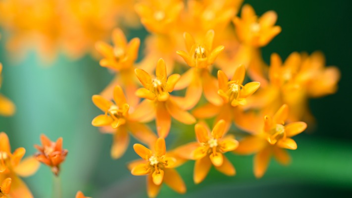 Flowers. Desktop wallpaper