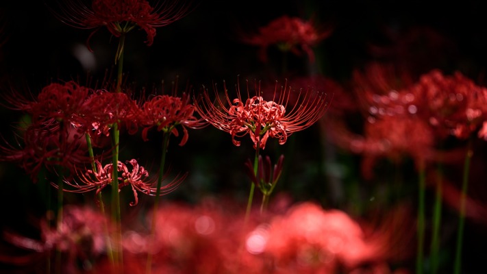 Flowers. Desktop wallpaper