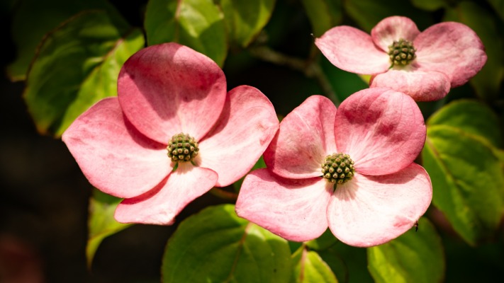 Flowers. Desktop wallpaper