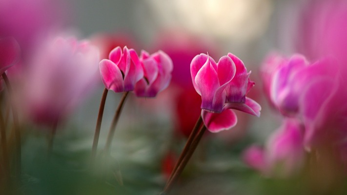 Flowers. Desktop wallpaper