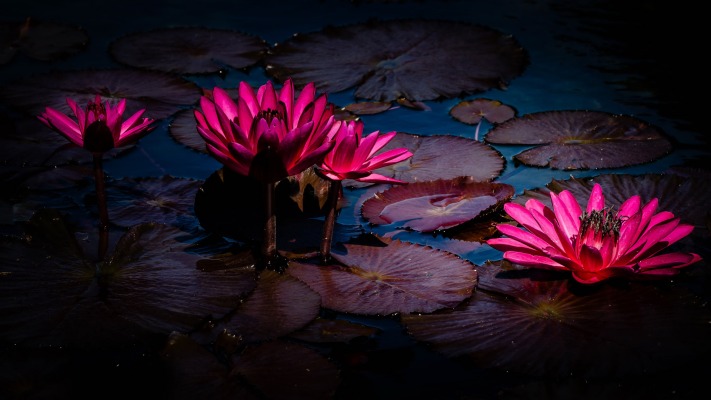 Flowers. Desktop wallpaper