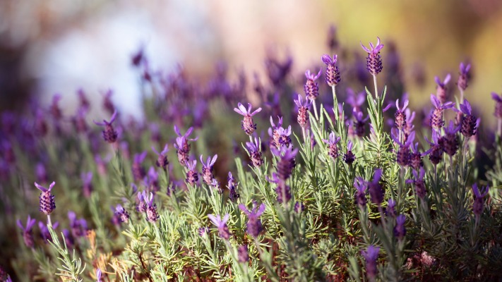 Flowers. Desktop wallpaper