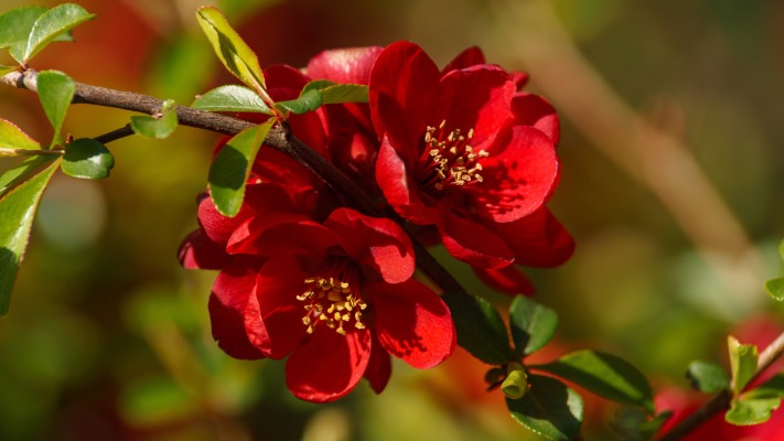 Flowers. Desktop wallpaper