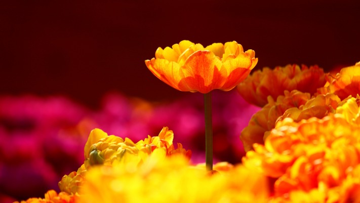 Flowers. Desktop wallpaper