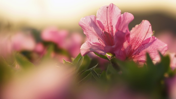 Flowers. Desktop wallpaper