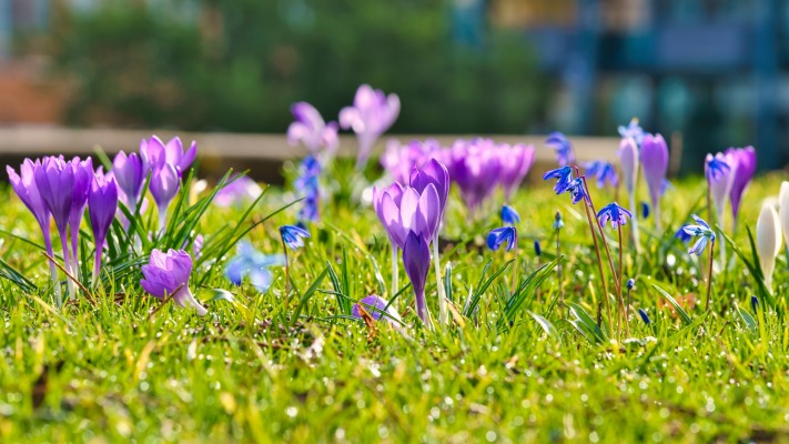 Flowers. Desktop wallpaper