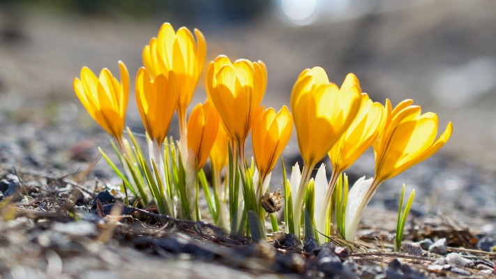 Flowers. Desktop wallpaper