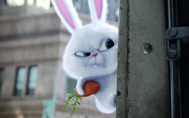 Secret Life of Pets, The. Desktop wallpaper