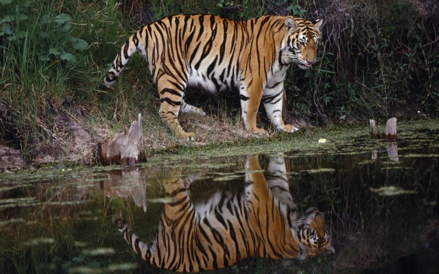 Animals. Desktop wallpaper
