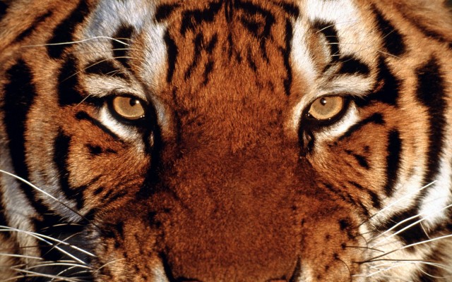 Animals. Desktop wallpaper