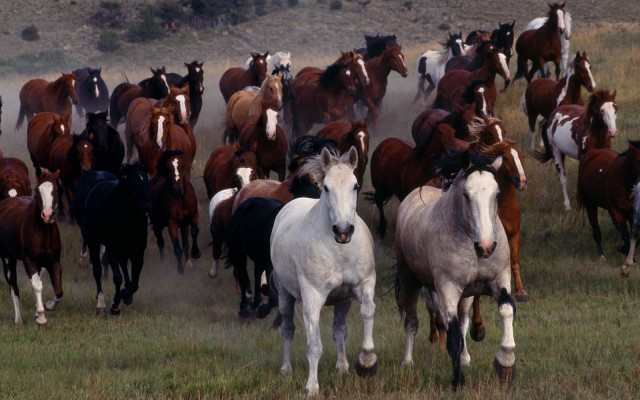 Animals. Desktop wallpaper