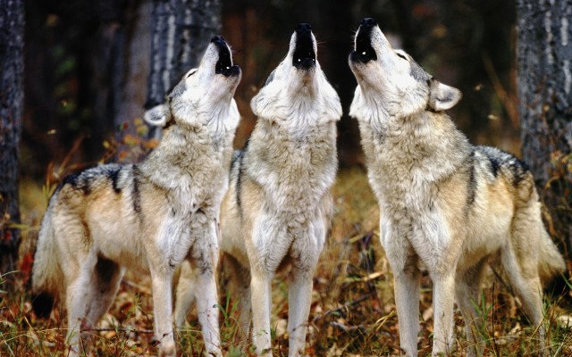 Animals. Desktop wallpaper