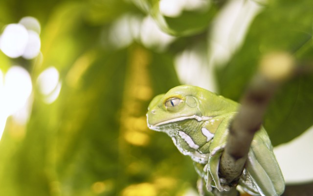 Animals. Desktop wallpaper