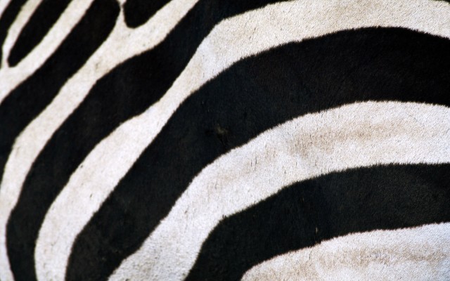 Animals. Desktop wallpaper