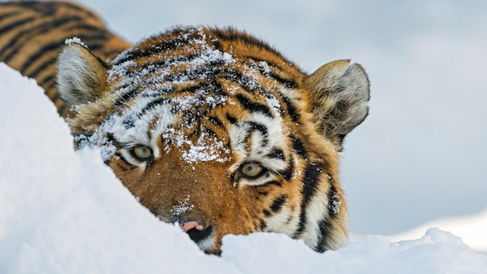 Animals. Desktop wallpaper