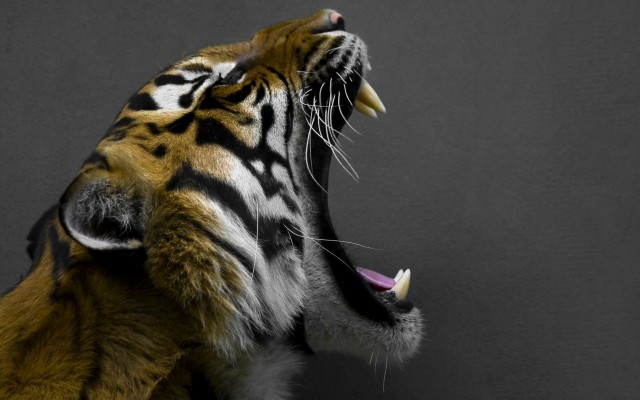 Animals. Desktop wallpaper
