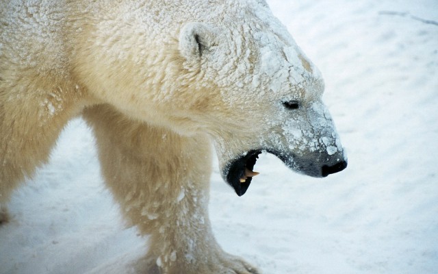 Animals. Desktop wallpaper