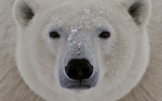 Animals. Desktop wallpaper