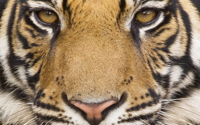 Animals. Desktop wallpaper