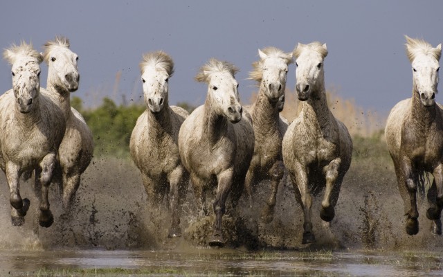 Animals. Desktop wallpaper