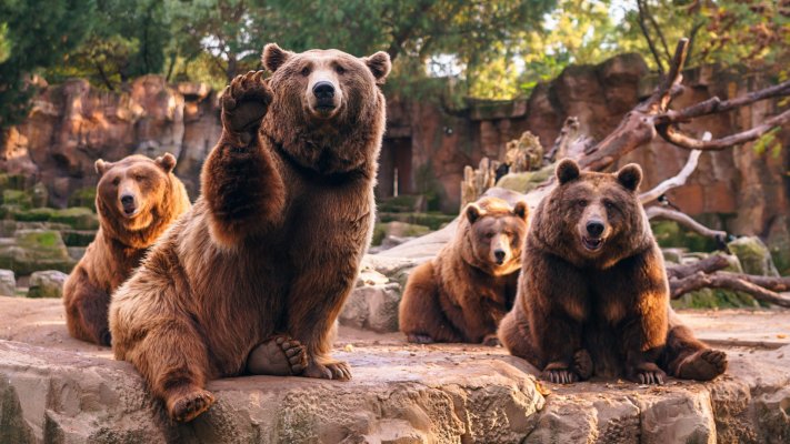 Animals. Desktop wallpaper