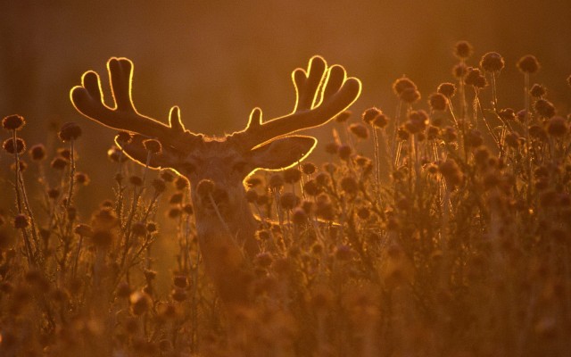 Animals. Desktop wallpaper
