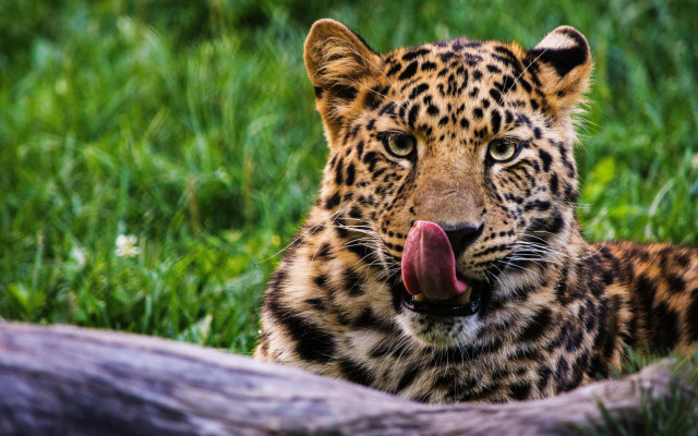 Animals. Desktop wallpaper